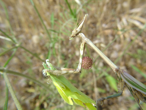 Empusa pennata